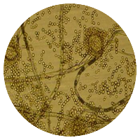 Aspergillus parasiticus