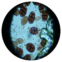 Pithomyces sp.