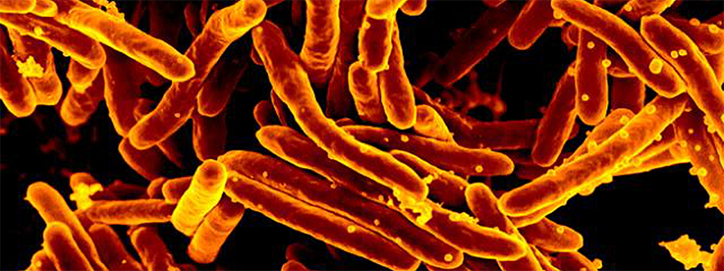 Tuberculosis Bacterium